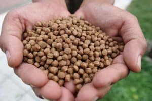 Enteric coated livestock feed